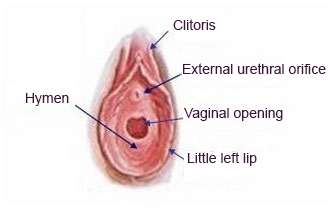 Anatomy-hymen